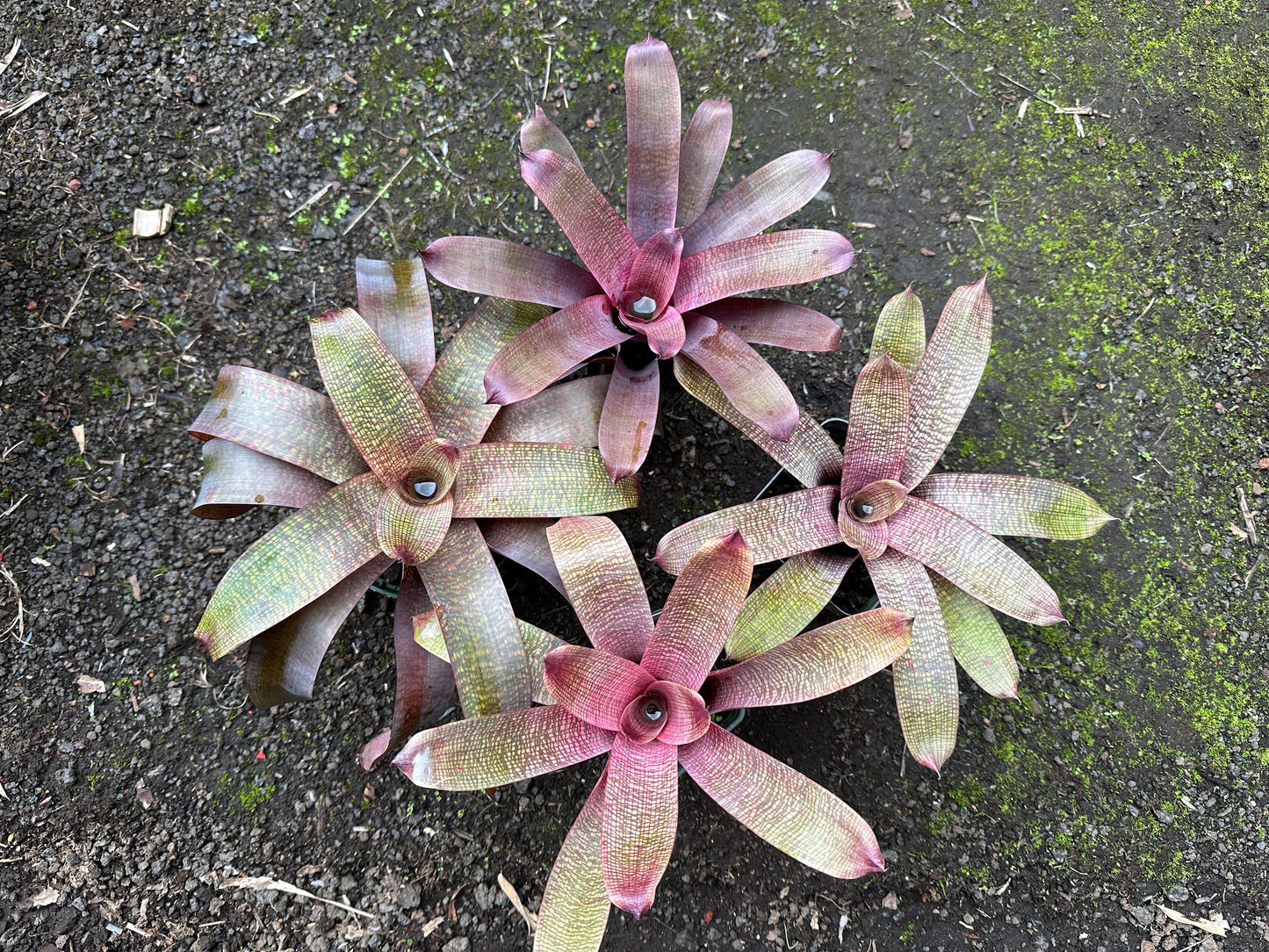 Assorted Vriesea
