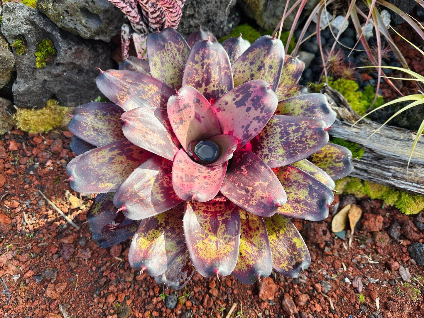 Neoregelia ‘Bruddah’