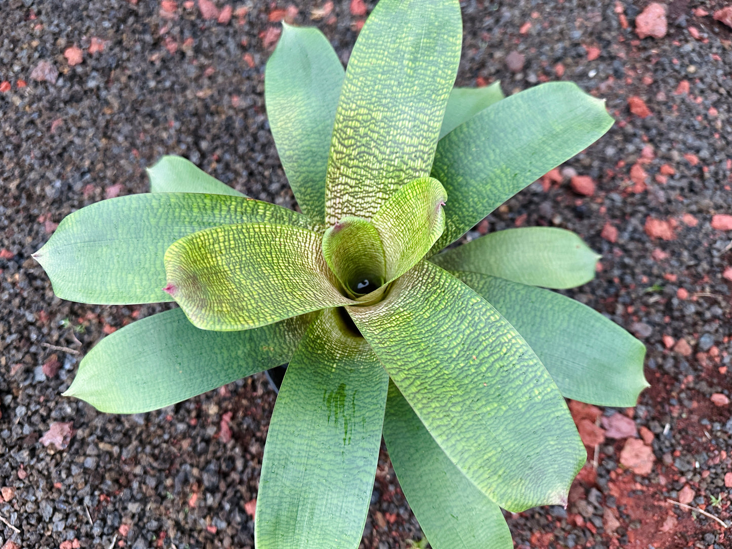 Vriesea ‘Jane Higa Testa’ x ‘Big Island Passion’