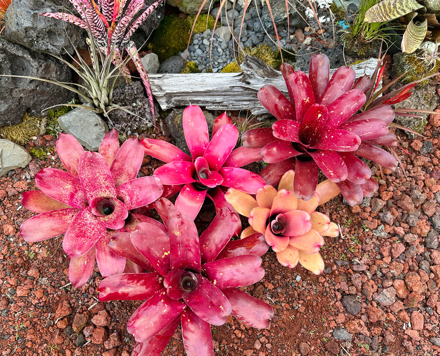 Assorted Neoregelia