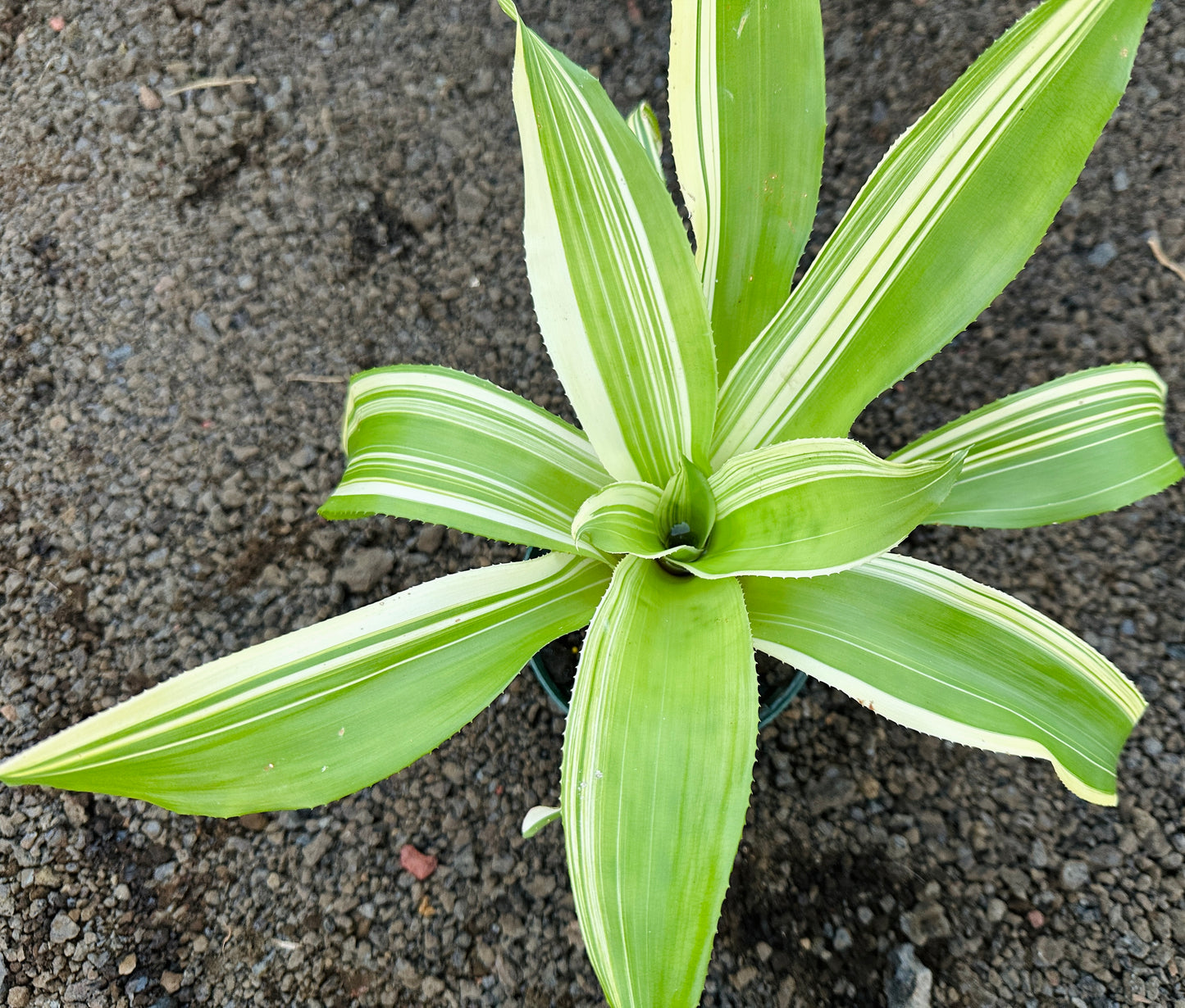 Nidularium innocentii