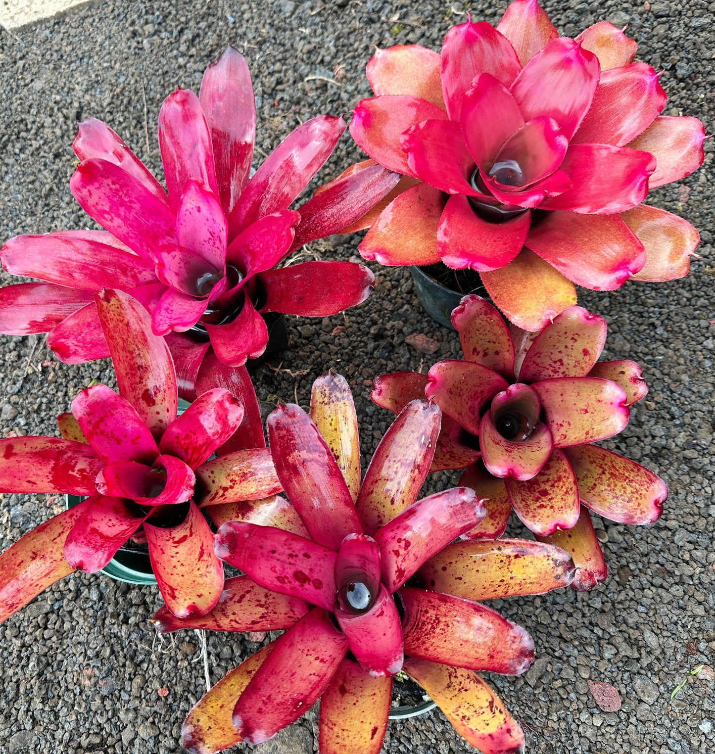 Assorted Neoregelia