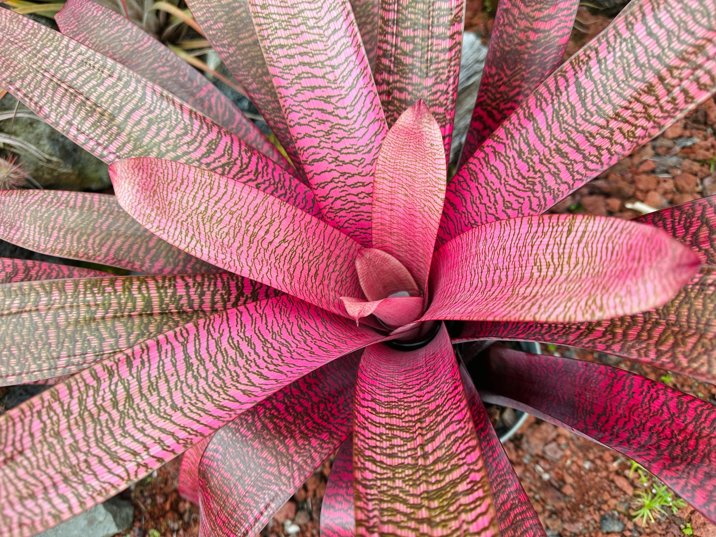 Vriesea ‘Kilauea Glow’