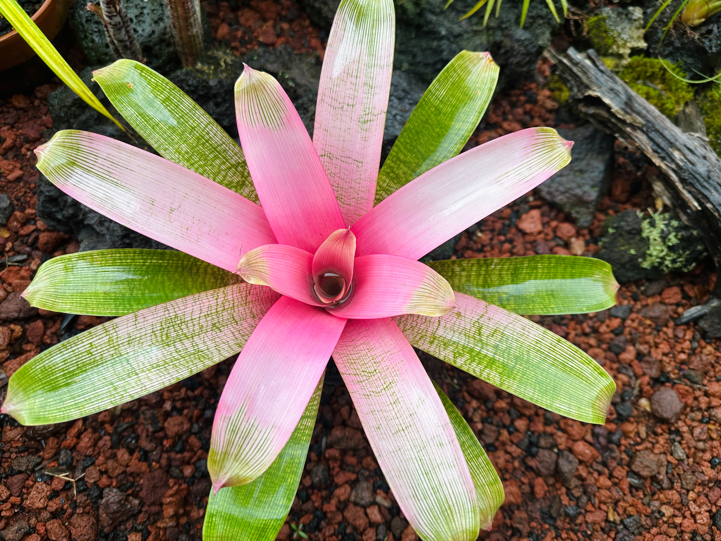 Vriesea ‘Hawaiian Pink Lady’