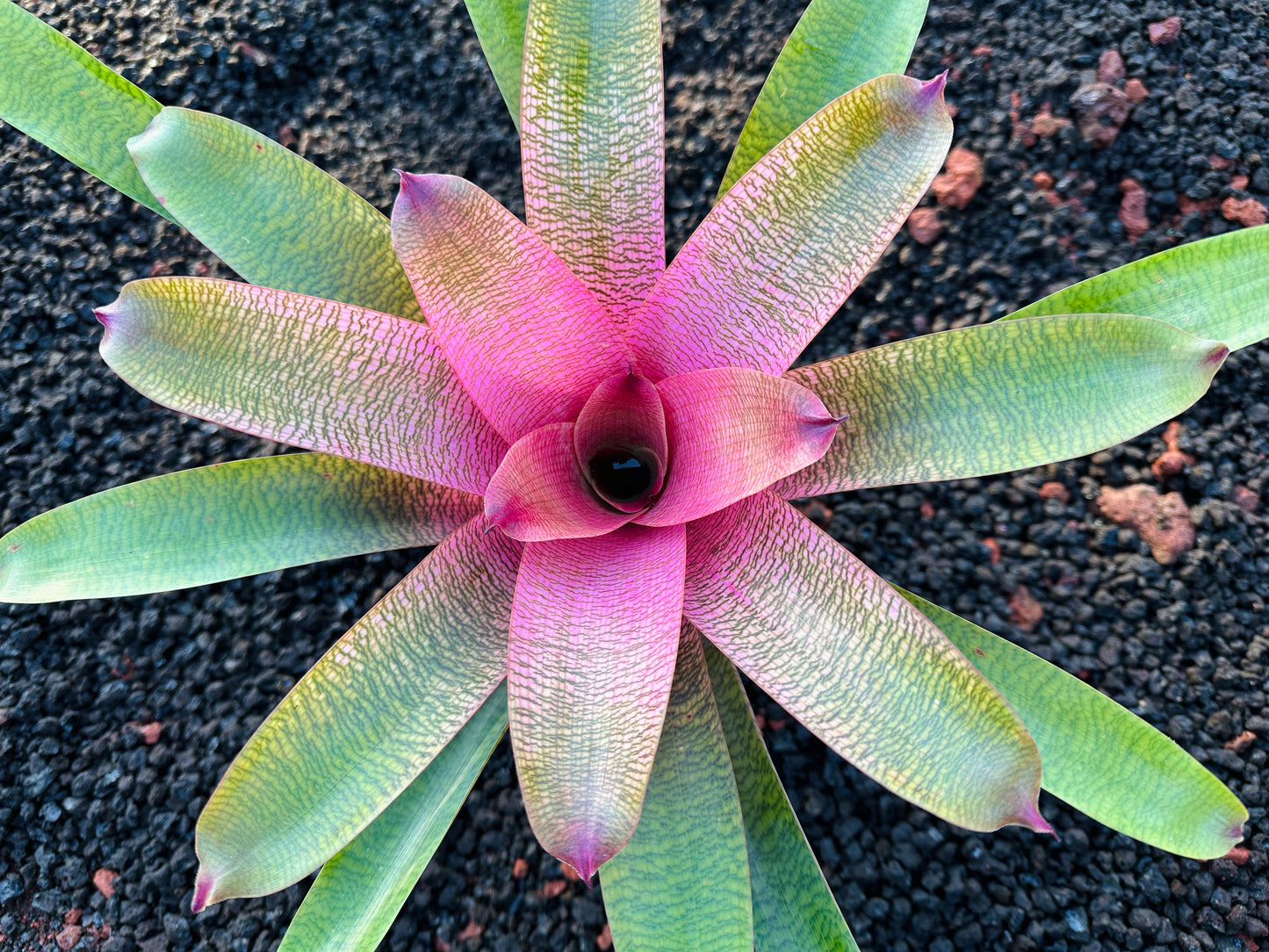 Vriesea ‘Hawaiian Ruby’ x ‘Kilauea’