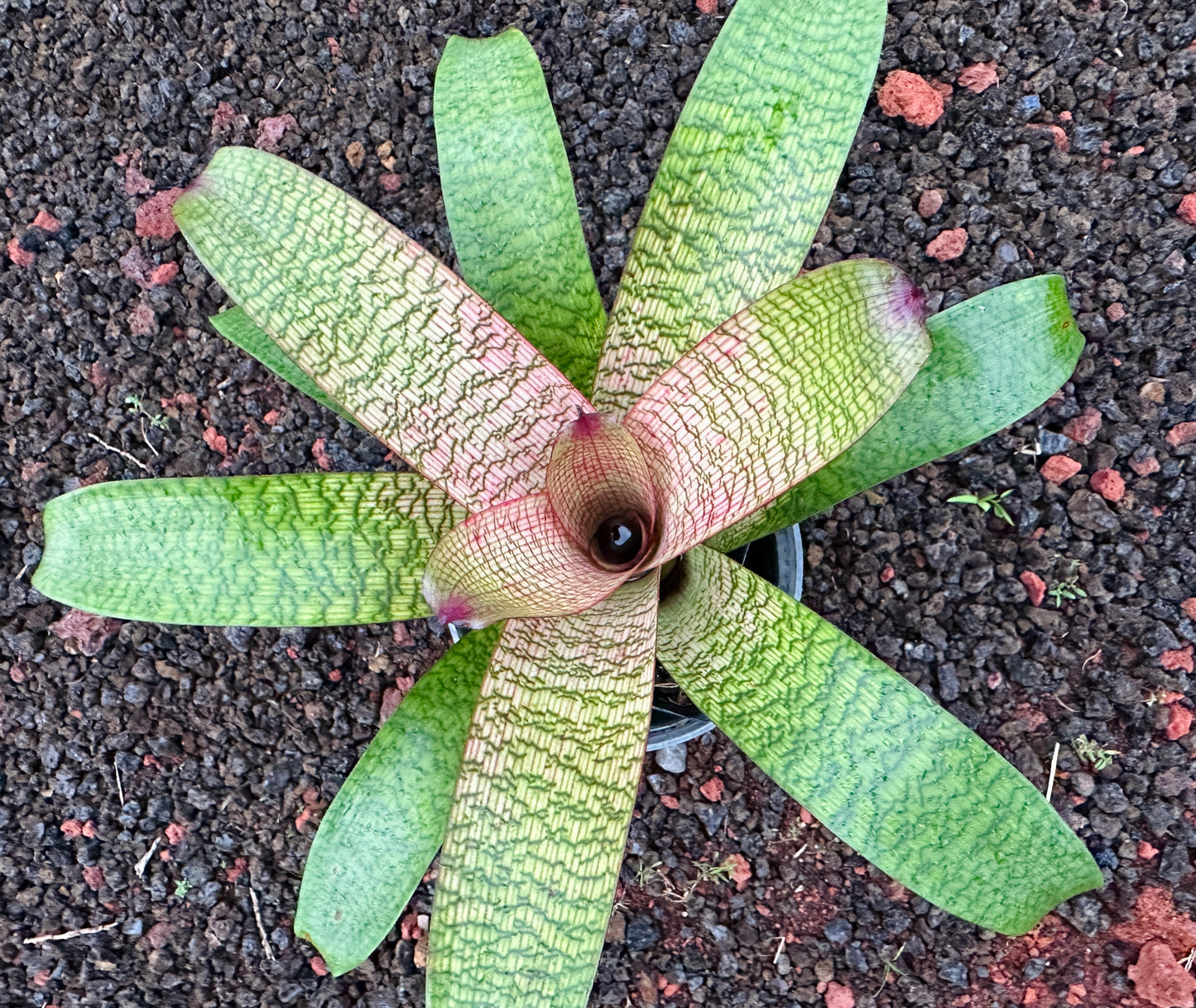 Vriesea ‘Eloise Choo’ x ‘Kelci and Jeff’