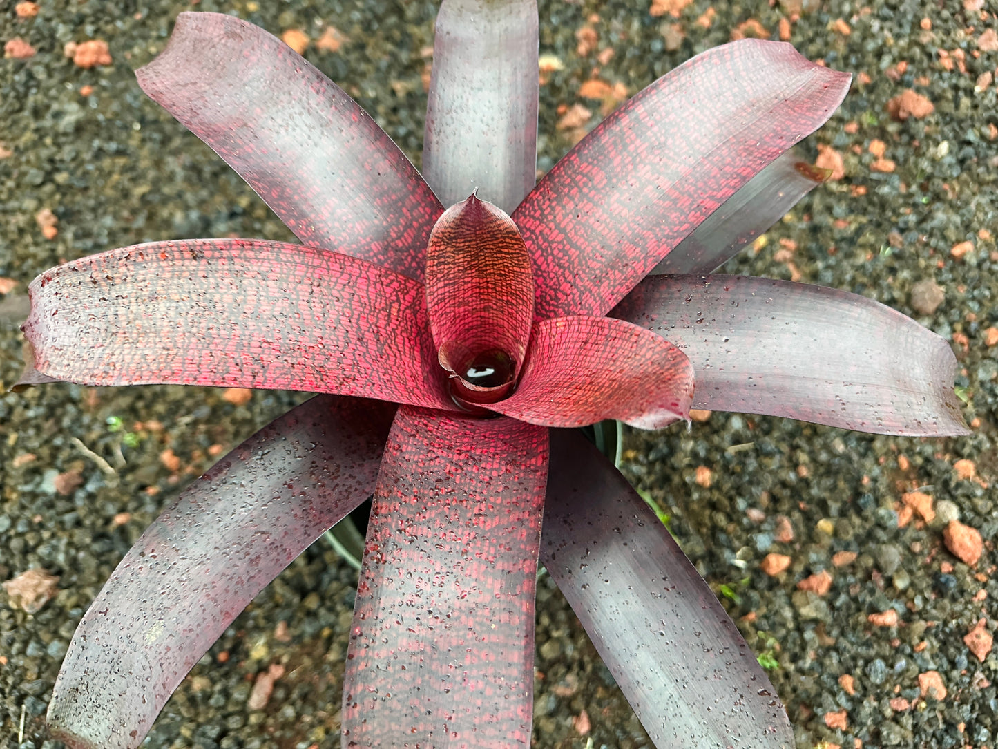 Vriesea ‘Red Tiger’ x ‘Seigo’