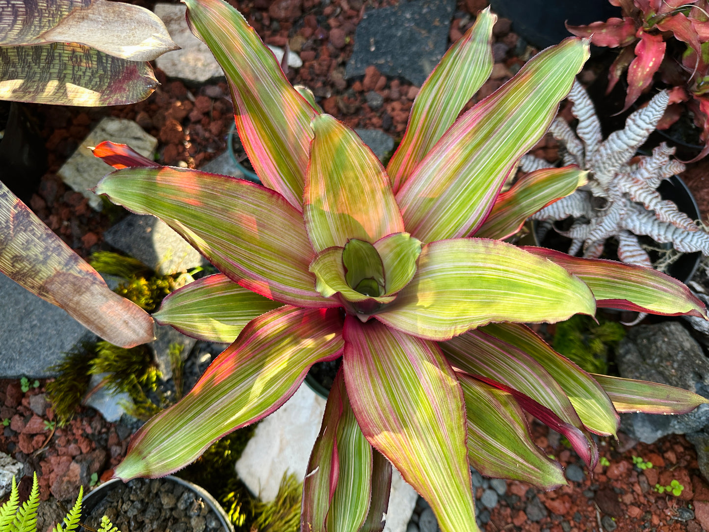 Nidularium ‘Ruby Lee’