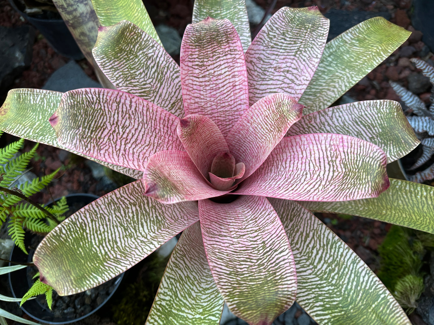 Vriesea ‘Misao’ F2