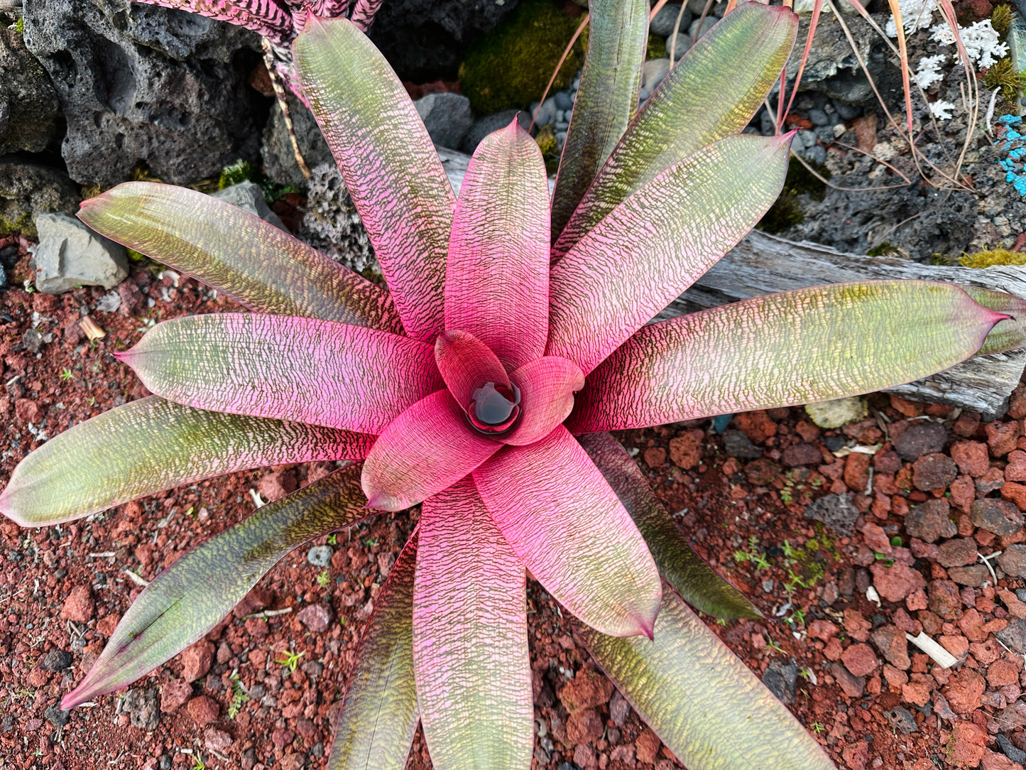 Vriesea ‘Sherlette Shiigi’