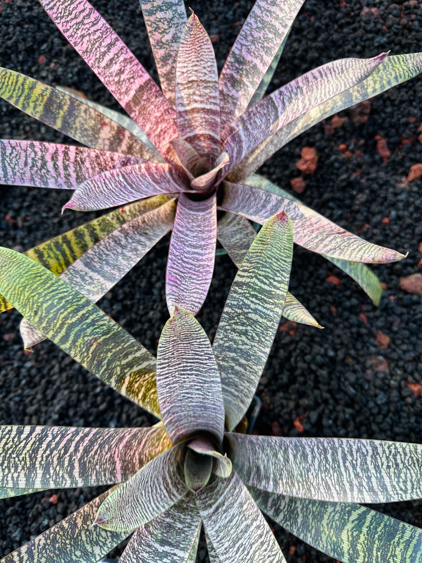 Vriesea ‘Ellen Yoshimura Harrell’