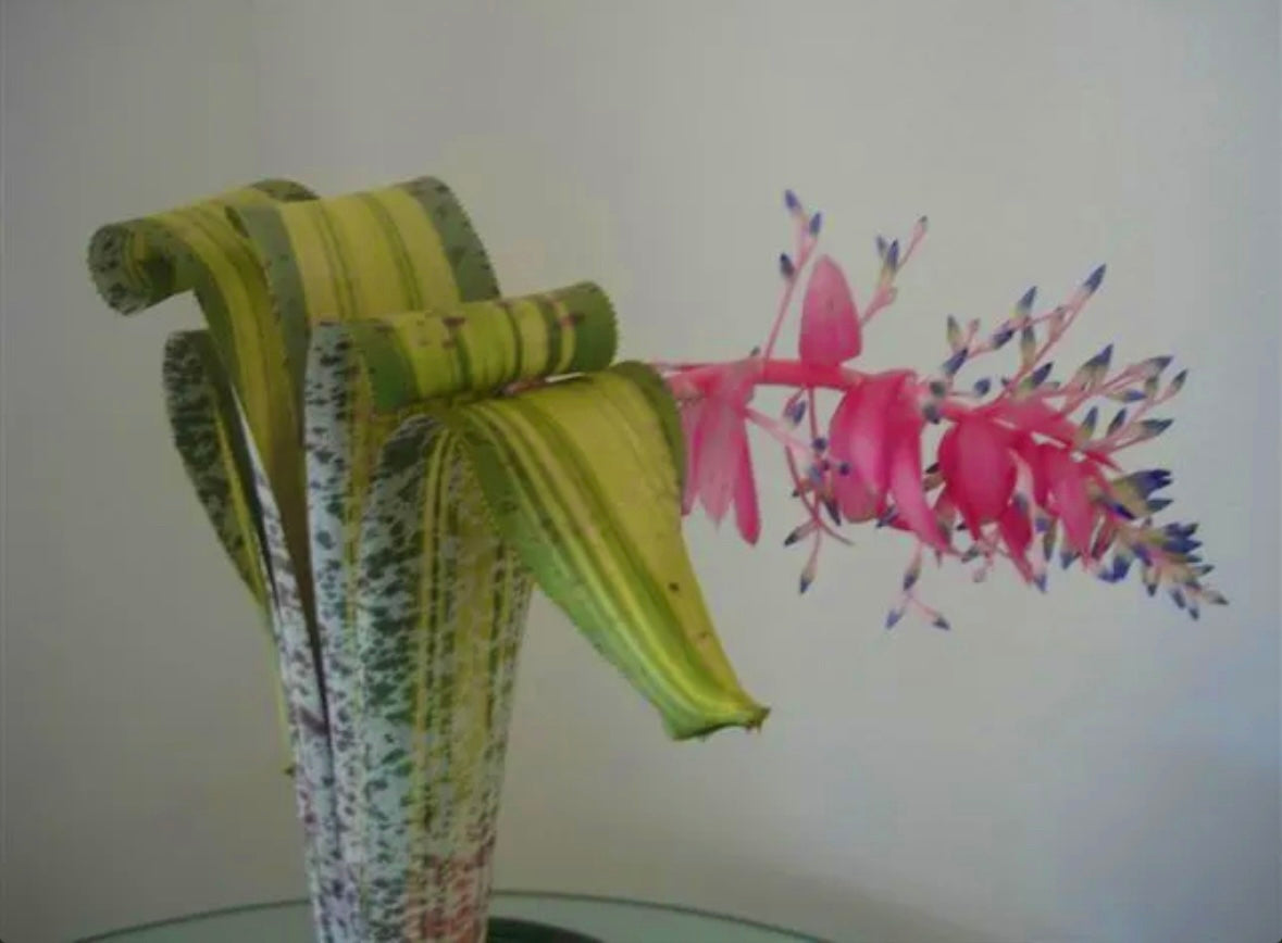 Quesnelia marmorata variegated cv. ‘Rafael Oliveira’