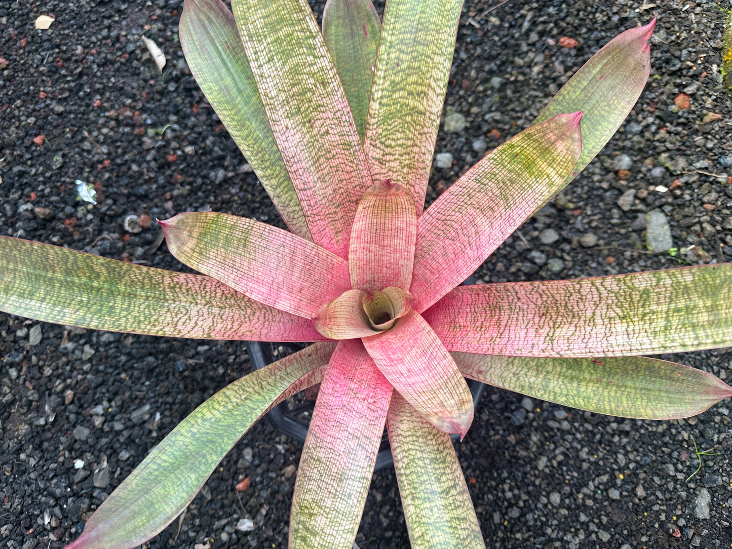 Vriesea ‘Kaumana’ pink x ‘Sakurai’