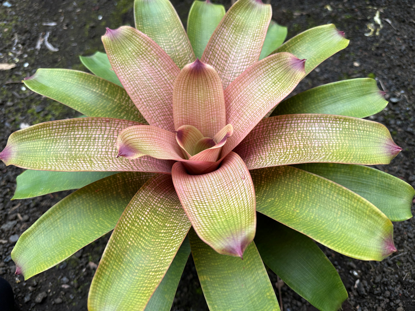Vriesea fenestralis x ‘Hawaiian Ruby’