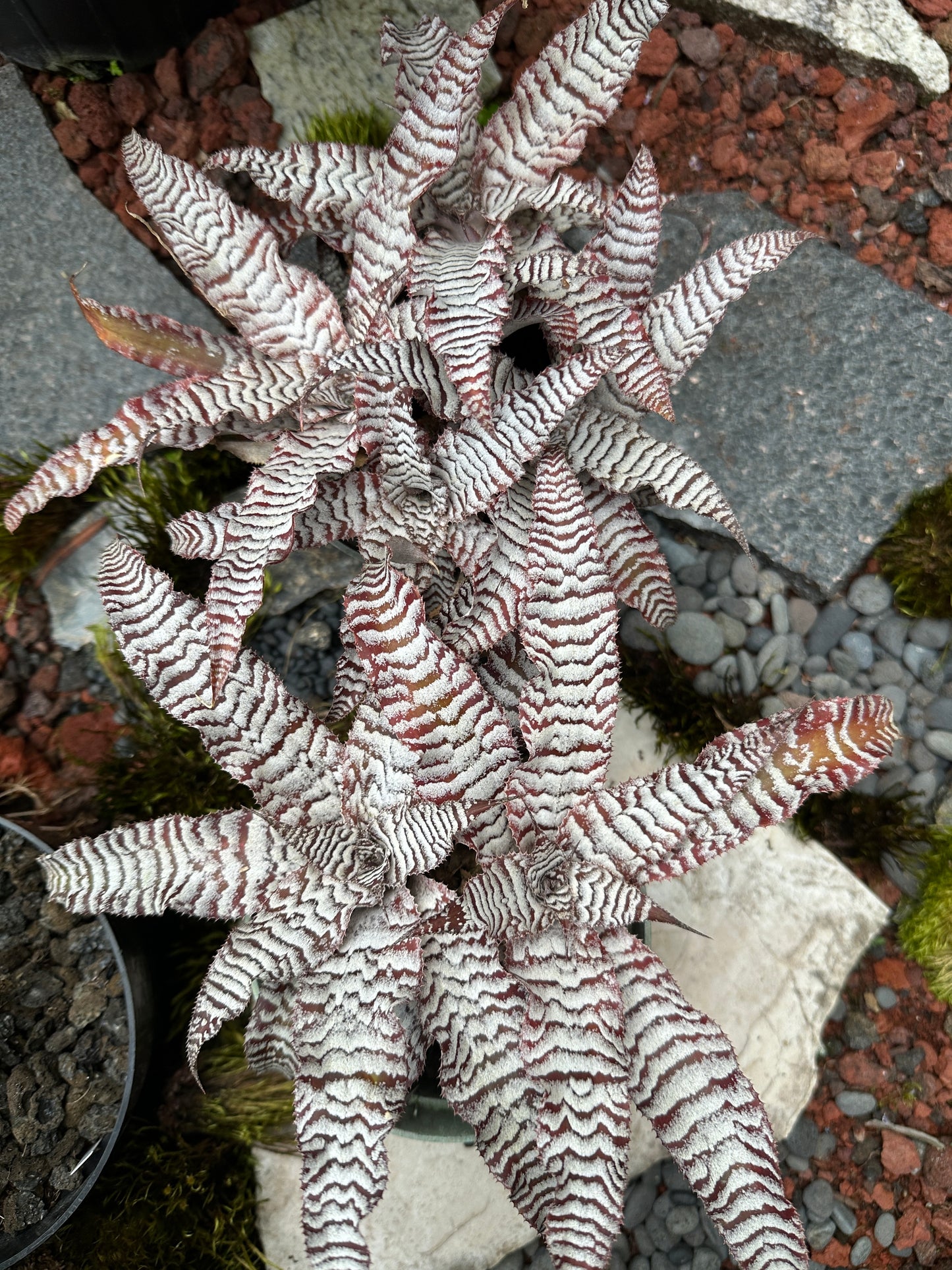 Cryptanthus Absolute Zero