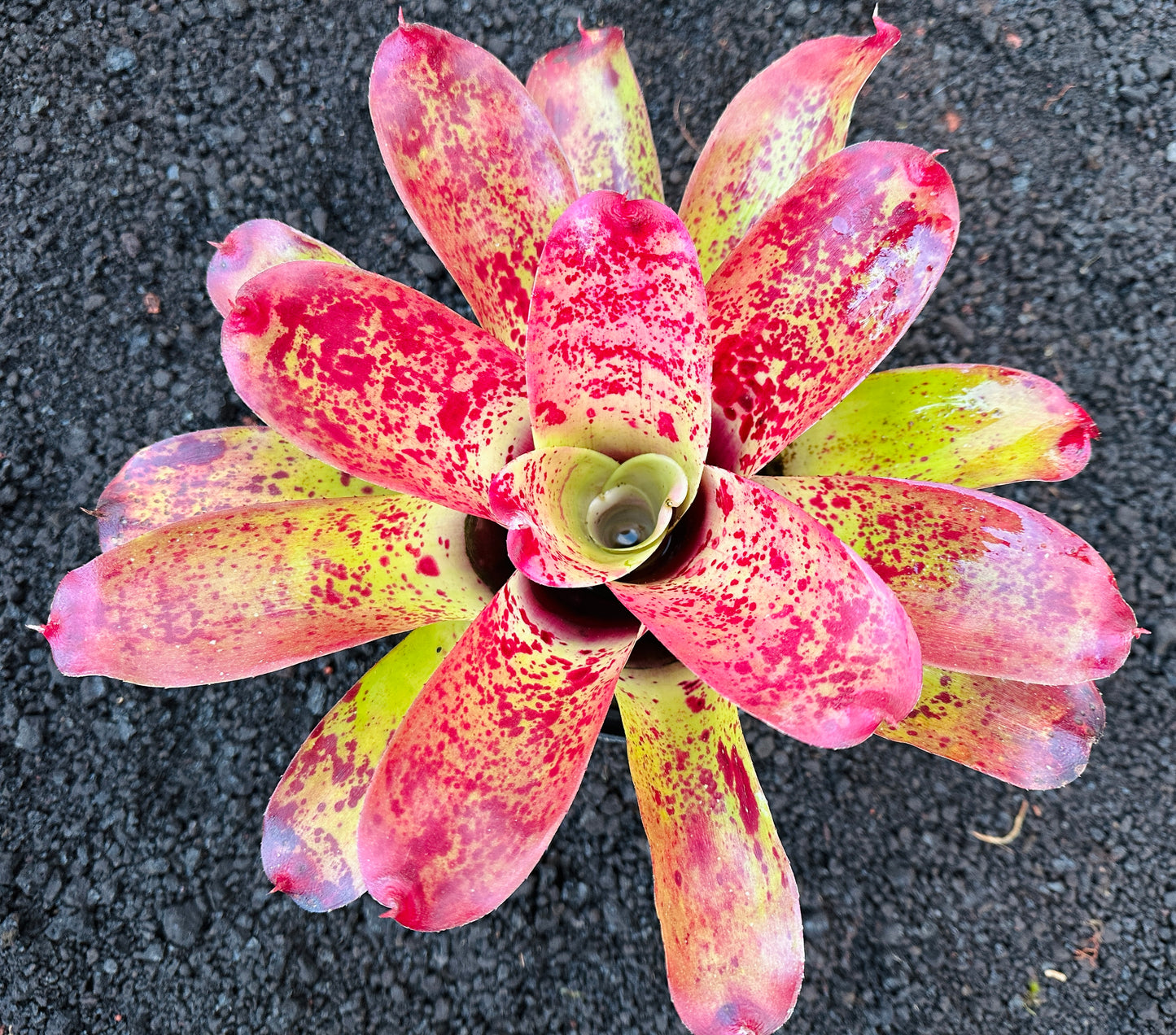 Neoregelia ‘Queen’s Jubilee’