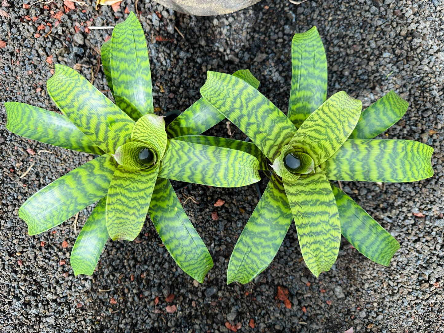 Vriesea hieroglyphica