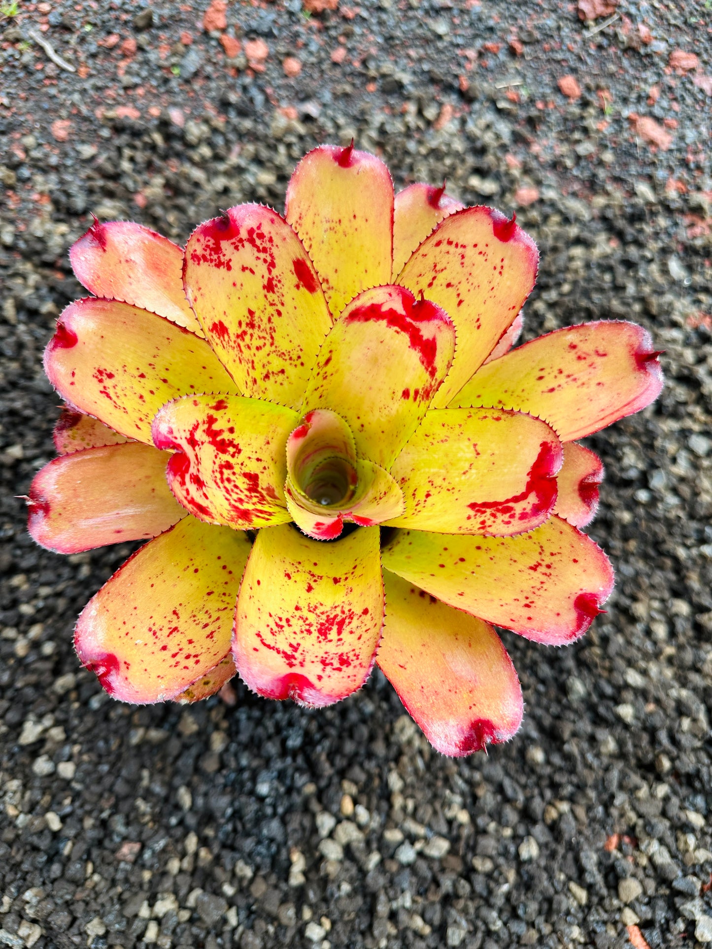 Neoregelia ‘Michi’ x ‘Mini Me’