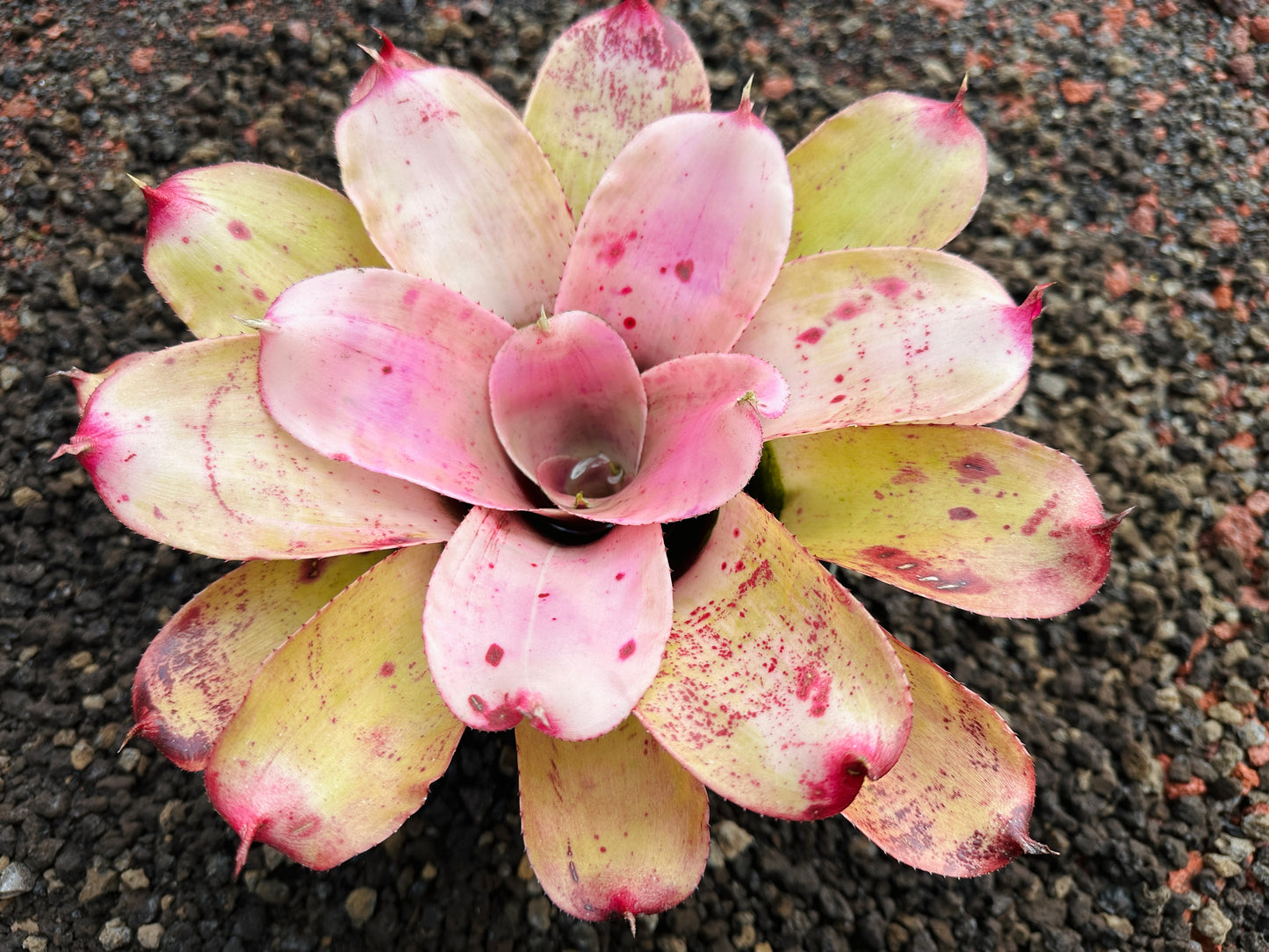 Neoregelia ‘Michi’ x ‘Lilikoi’