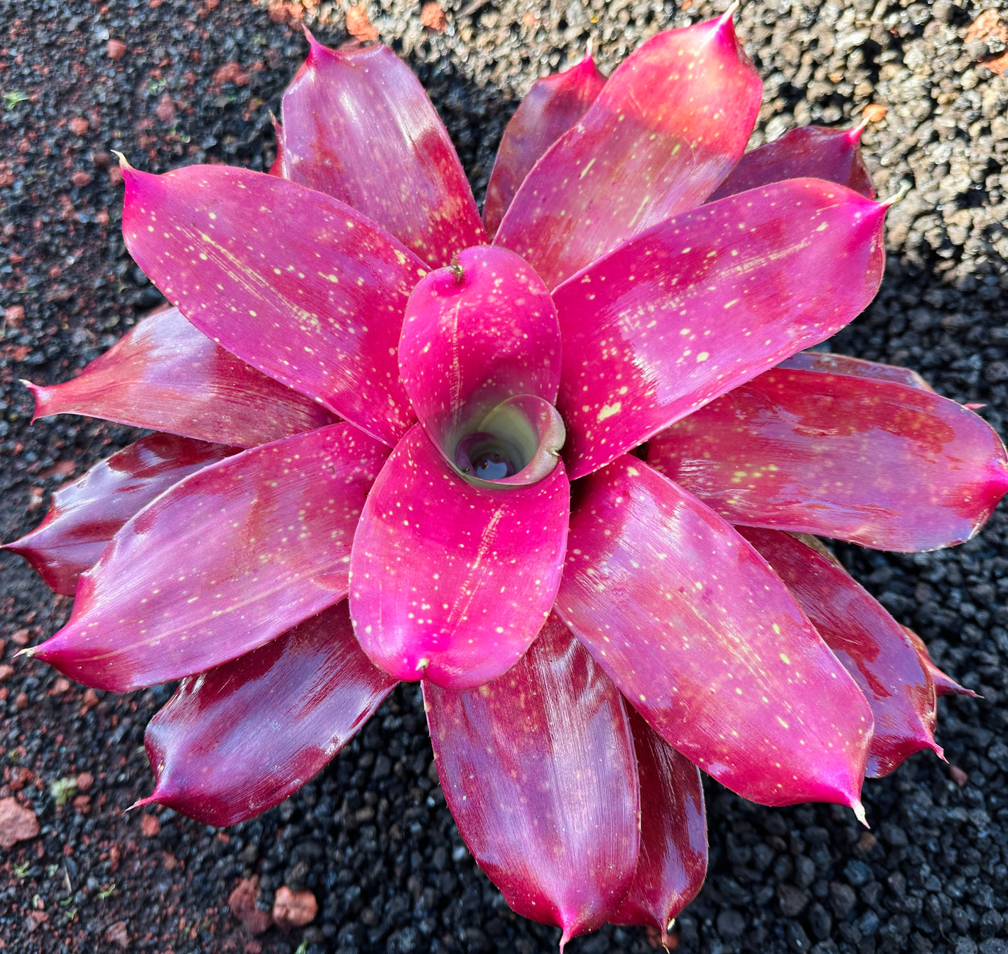 Neoregelia ‘Gold Fever’ x ‘Kona Gold’