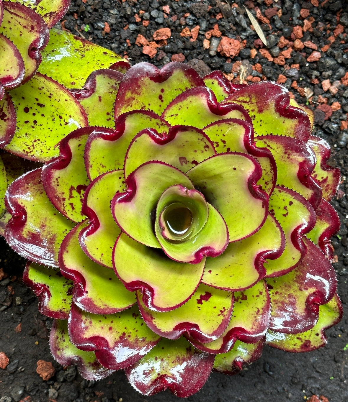 Neoregelia ‘Kohala Sunset’