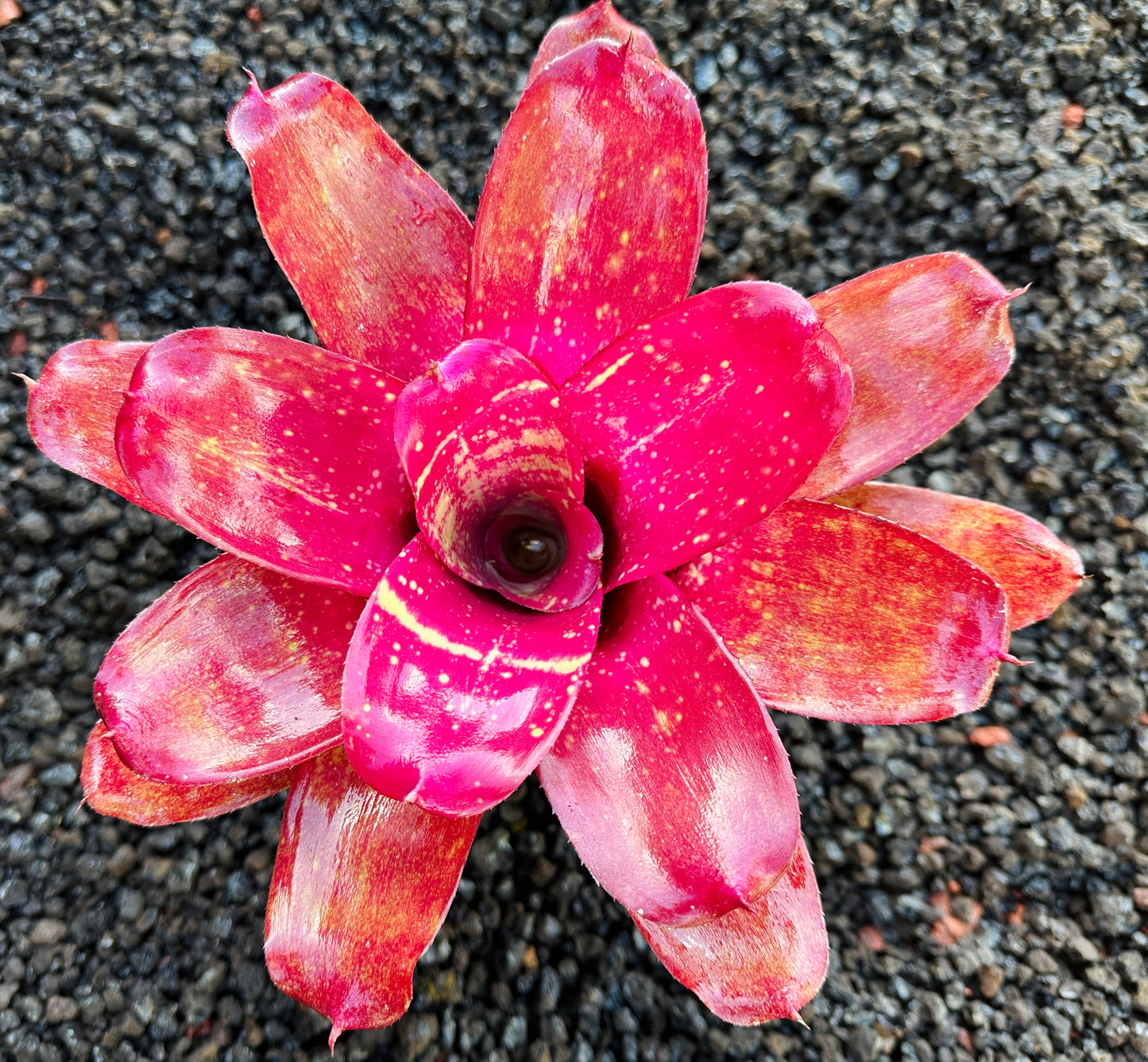 Neoregelia ‘Treasure Chest’ F2