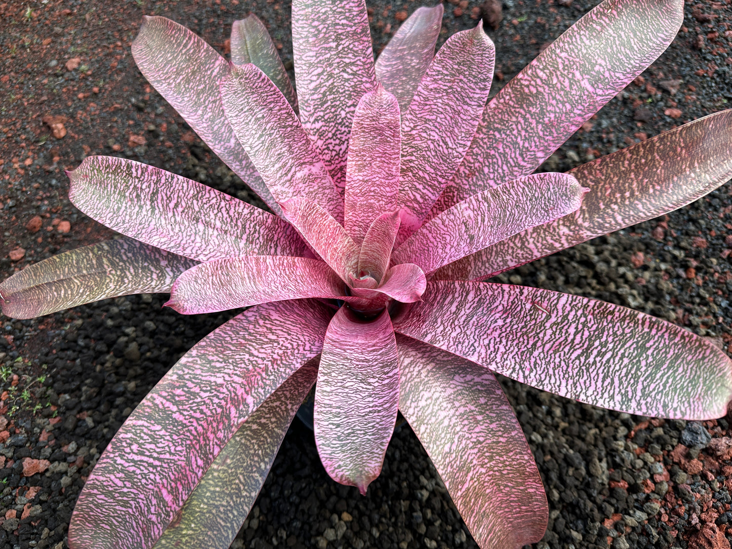 Vriesea ‘Pride of Hilo’