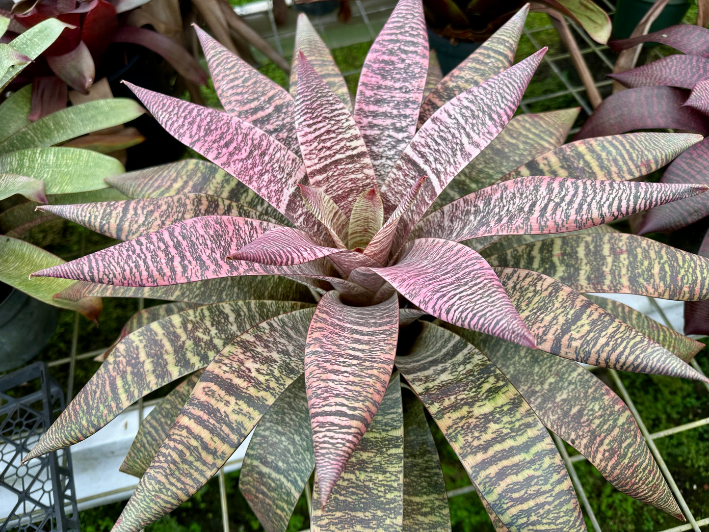 Vriesea ‘Ellen Yoshimura Harrell’