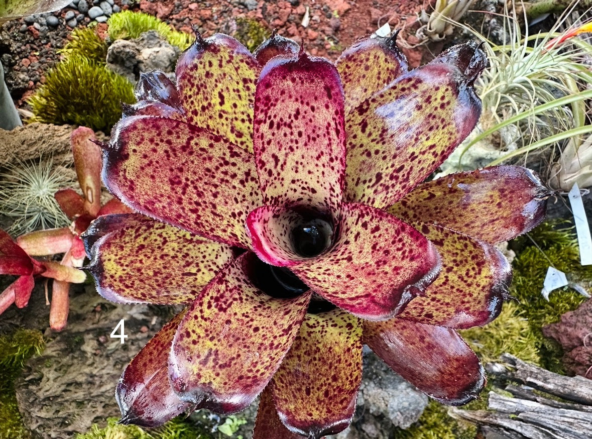 Assorted Neoregelia Minis