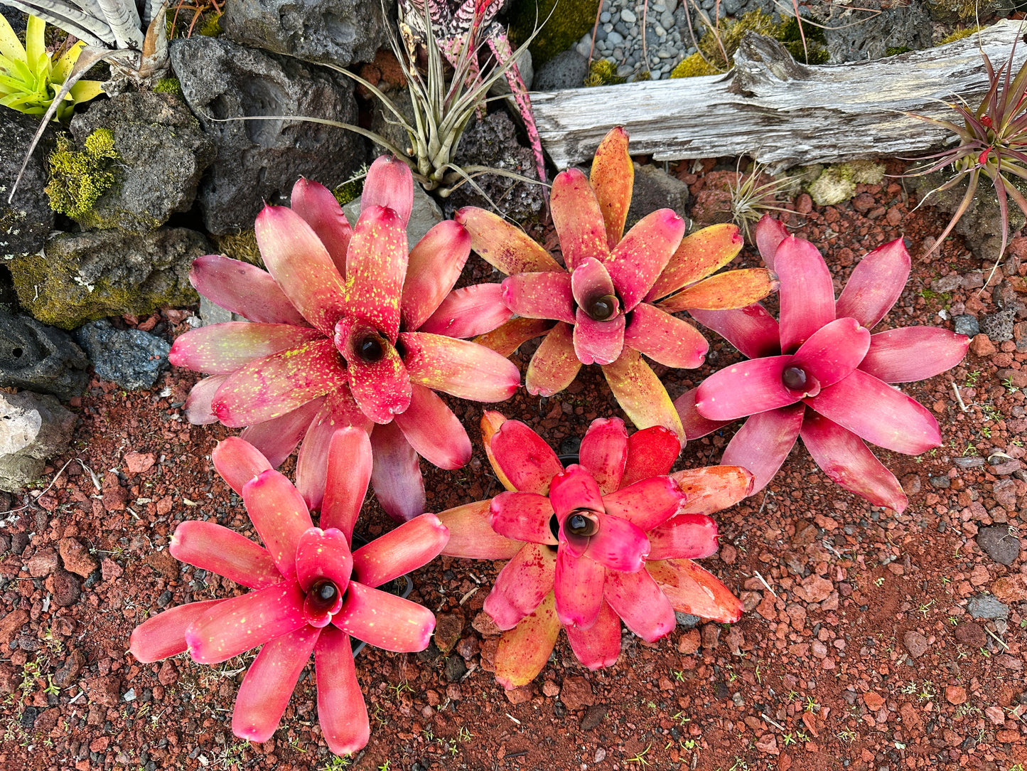 Assorted Neoregelia