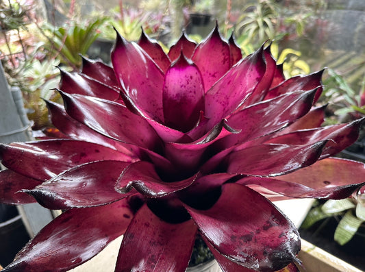 Neoregelia ‘Pahoa Days’