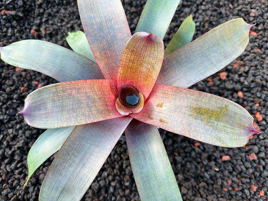 Vriesea ‘Ku’ulei’ cv. ‘Ulaula’ x ‘Panaewa Beauty’