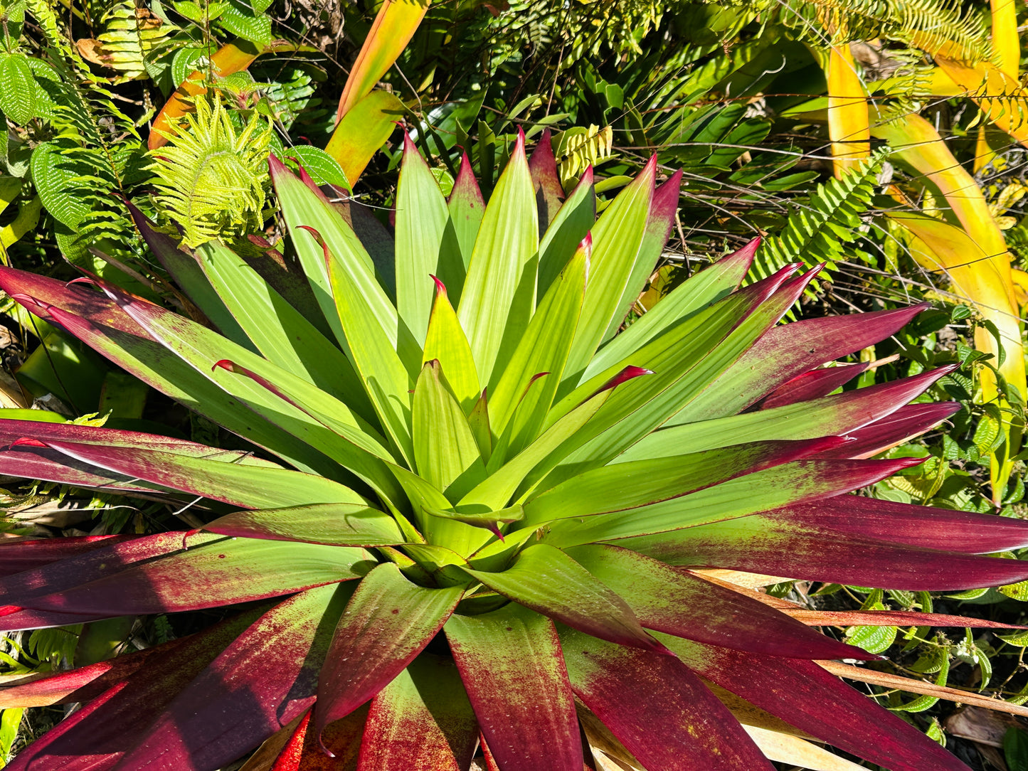 Alcantarea vinicolor