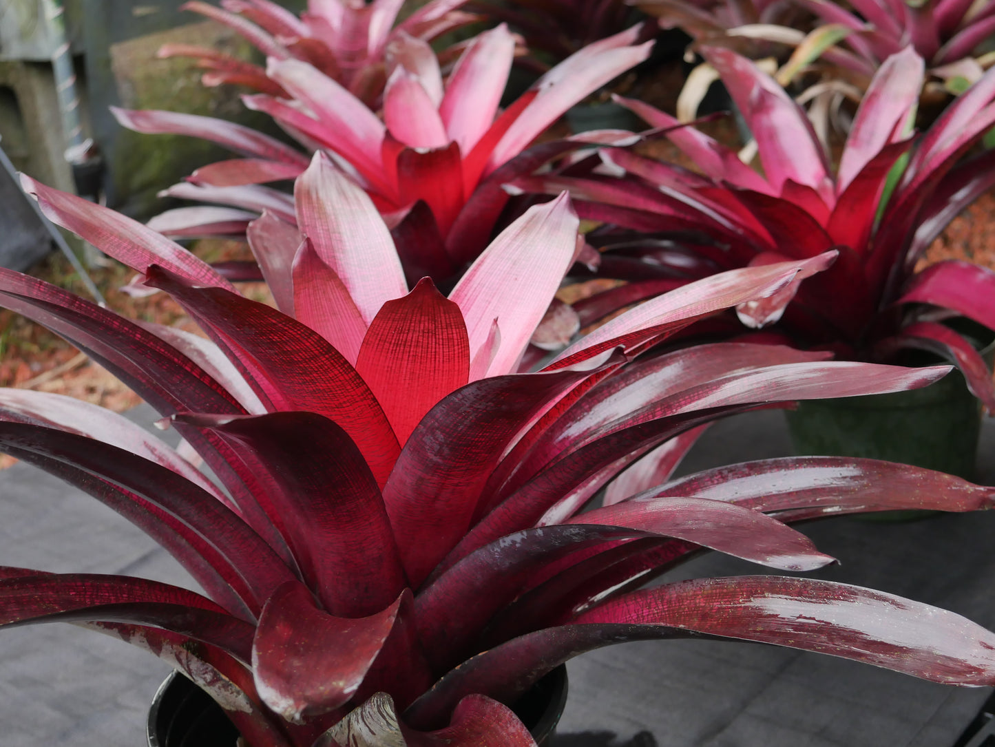Vriesea ‘Red Dragon’