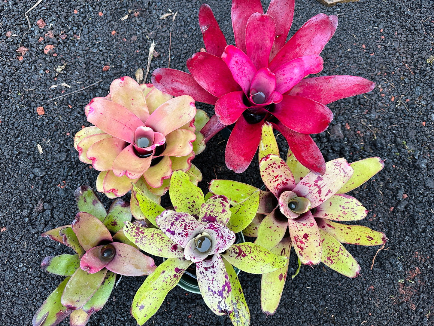 Assorted Neoregelia