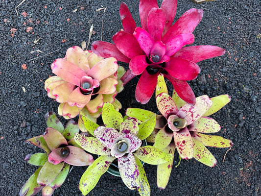 Assorted Neoregelia