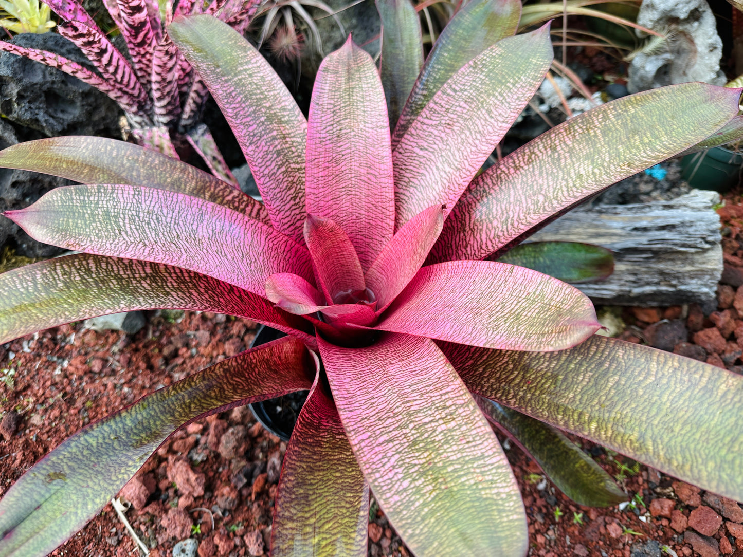 Vriesea ‘Sherlette Shiigi’