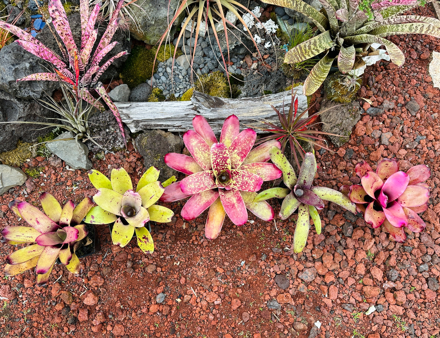 Assorted Neoregelia