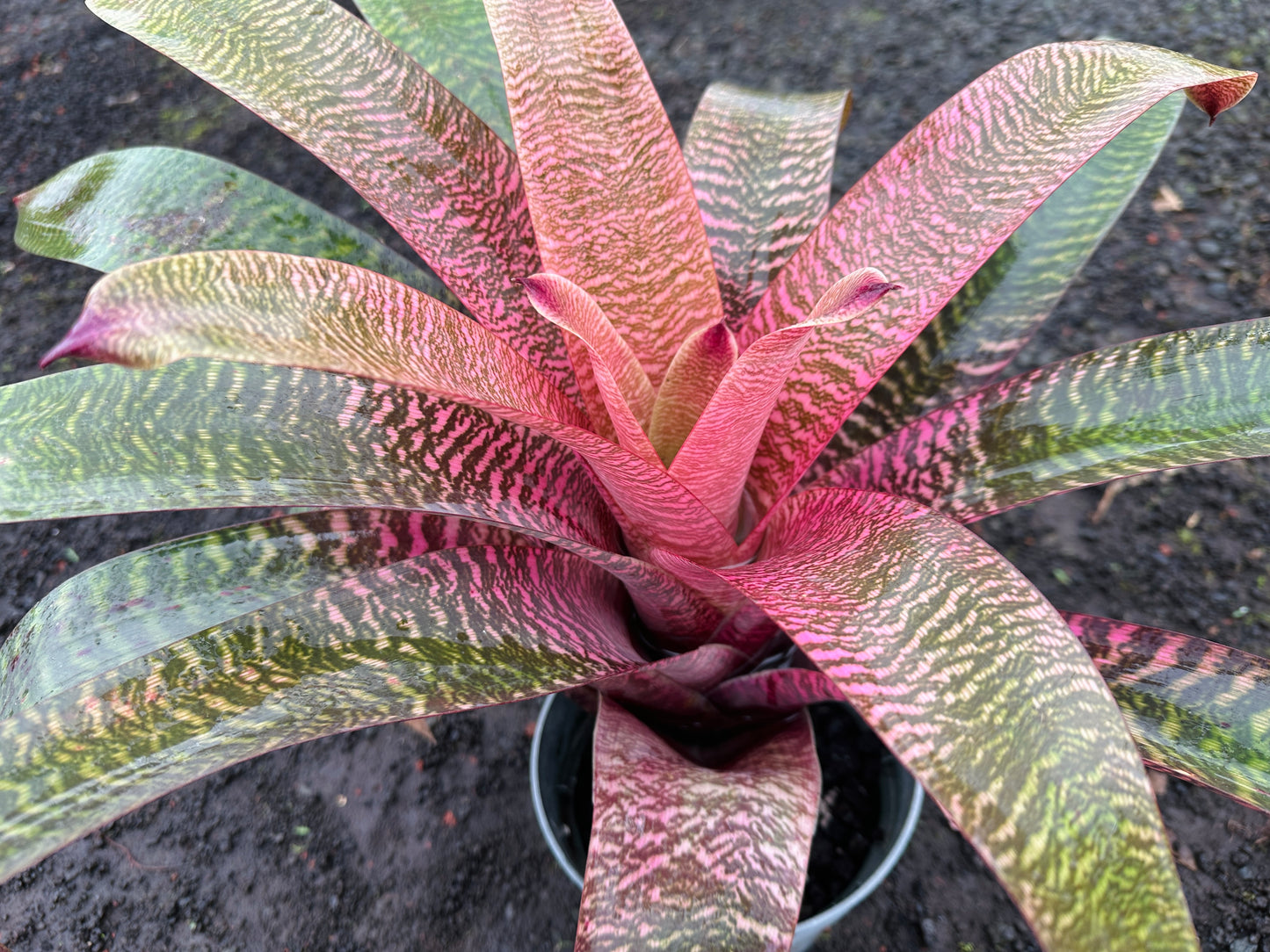 Vriesea ‘Hawaiian Pink Tiger’