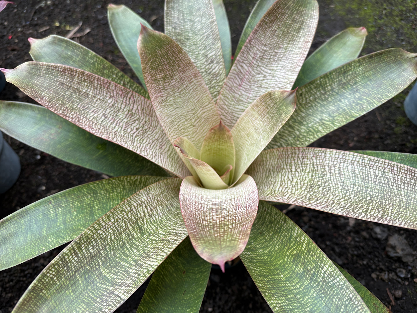 Vriesea ‘Kiku’ x ‘White Lighting’