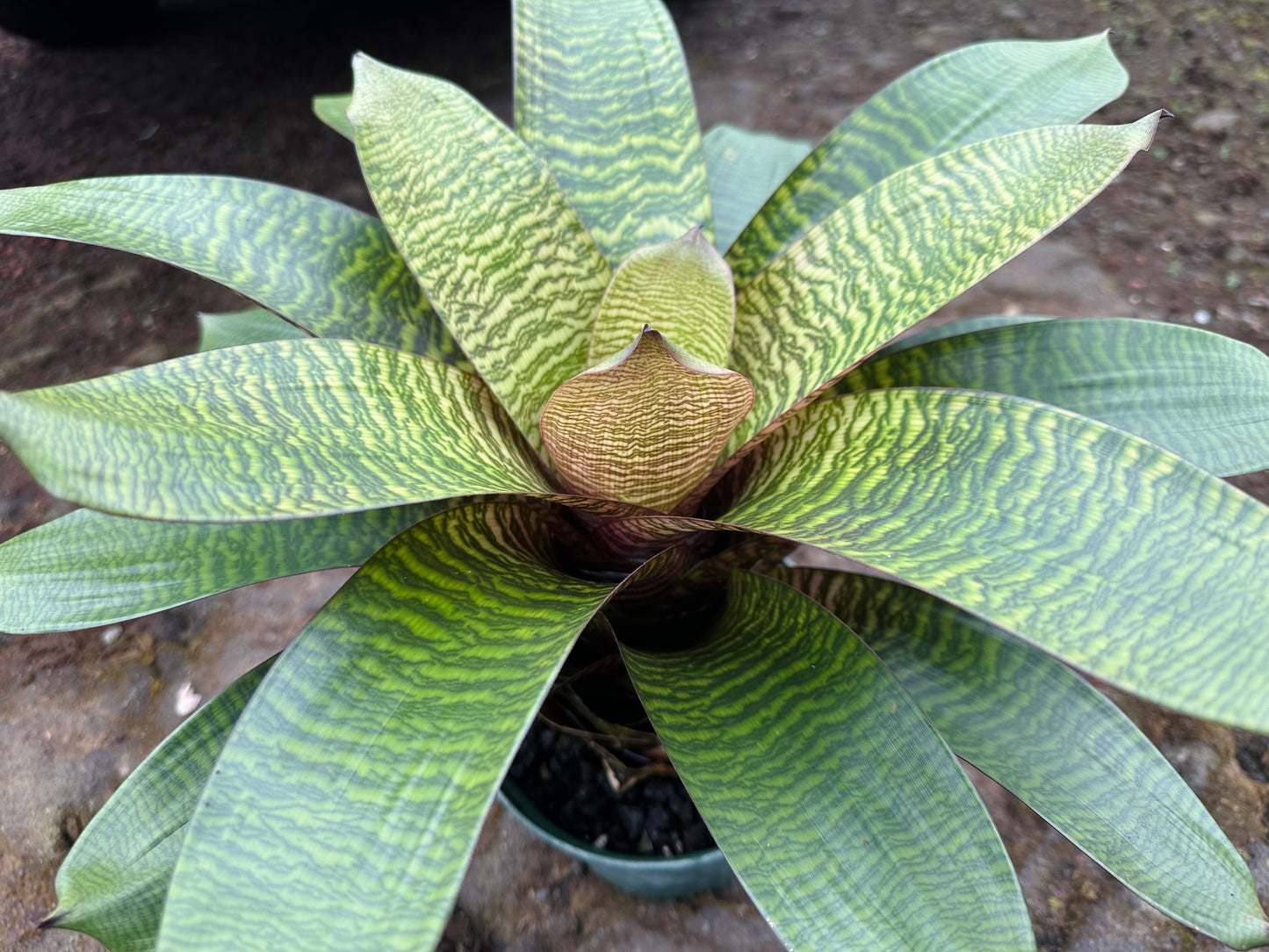 Vriesea hieroglyphica x ‘Red Dragon’