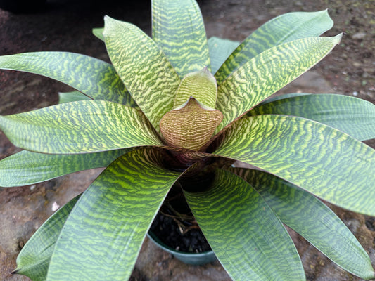 Vriesea hieroglyphica x ‘Red Dragon’