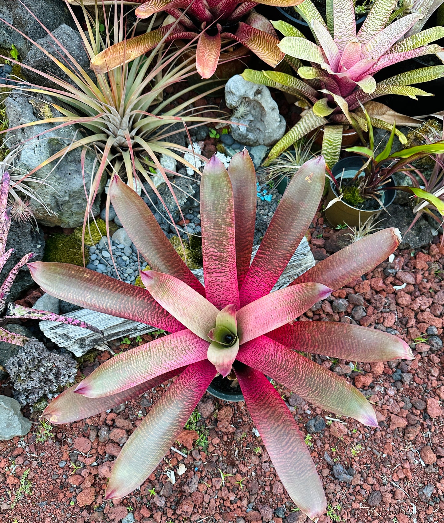 Vriesea ‘Hawaiian Goddess’
