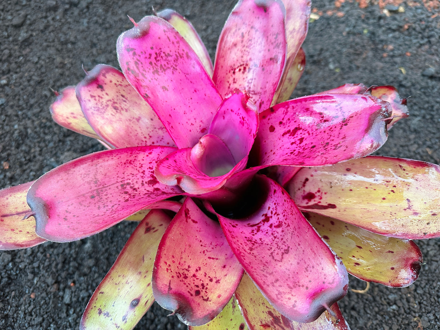 Neoregelia ‘Hilo Rainforest’