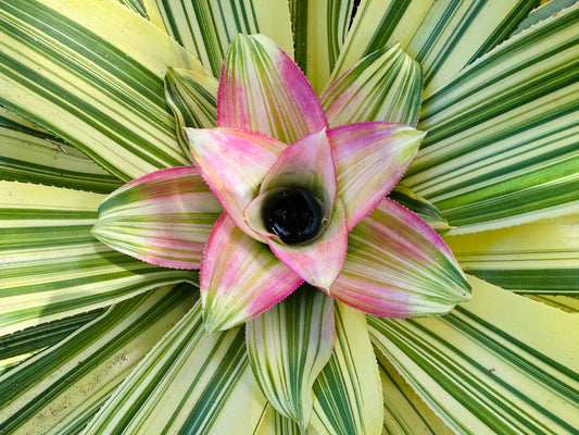 Nidularium innocentii