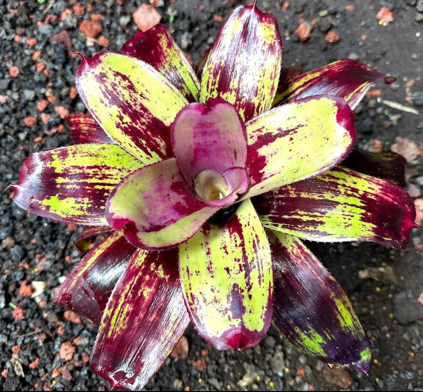Neoregelia ‘Painted Delight’