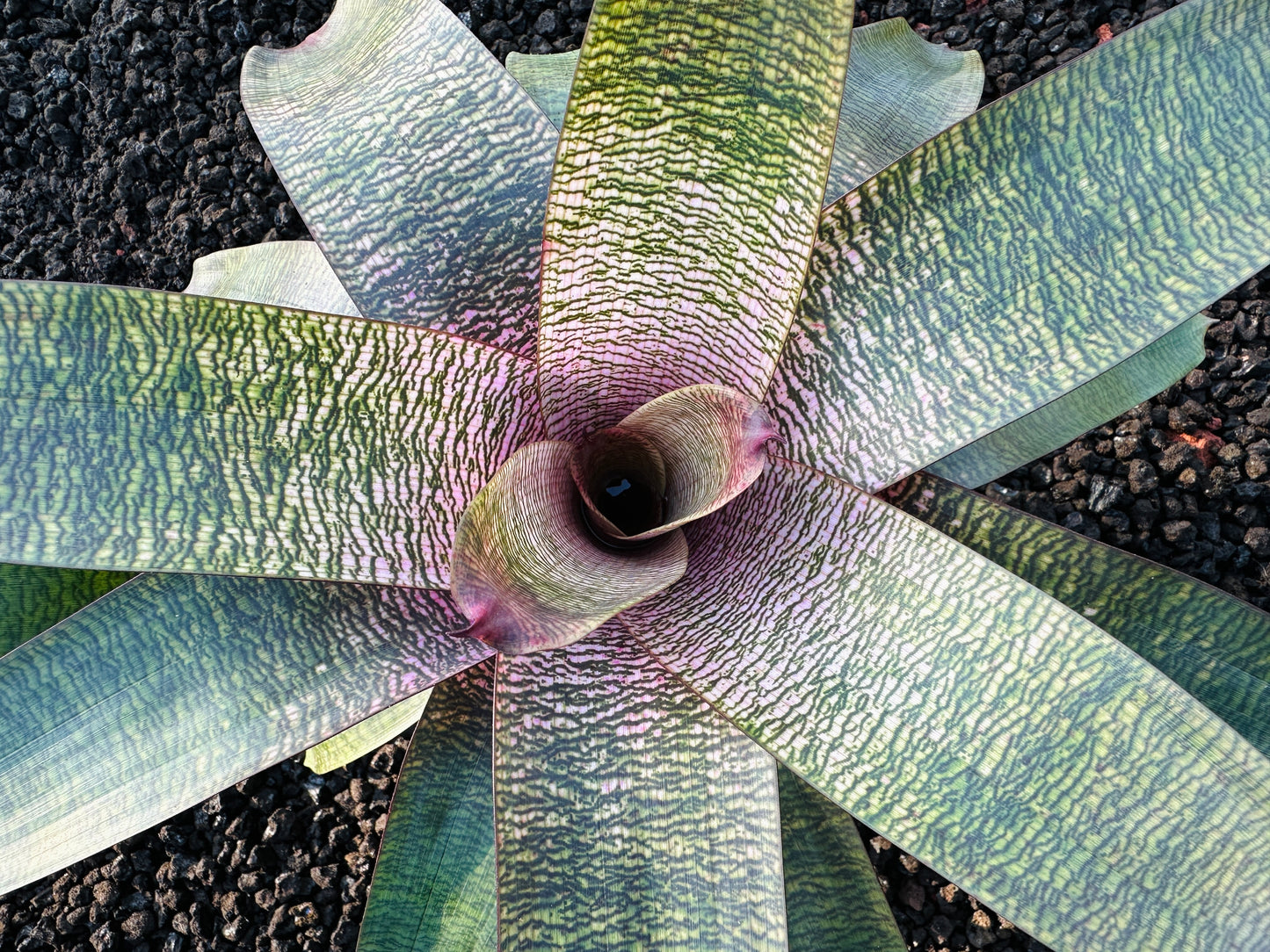 Vriesea ‘Pretty in Pink’ Hybrid
