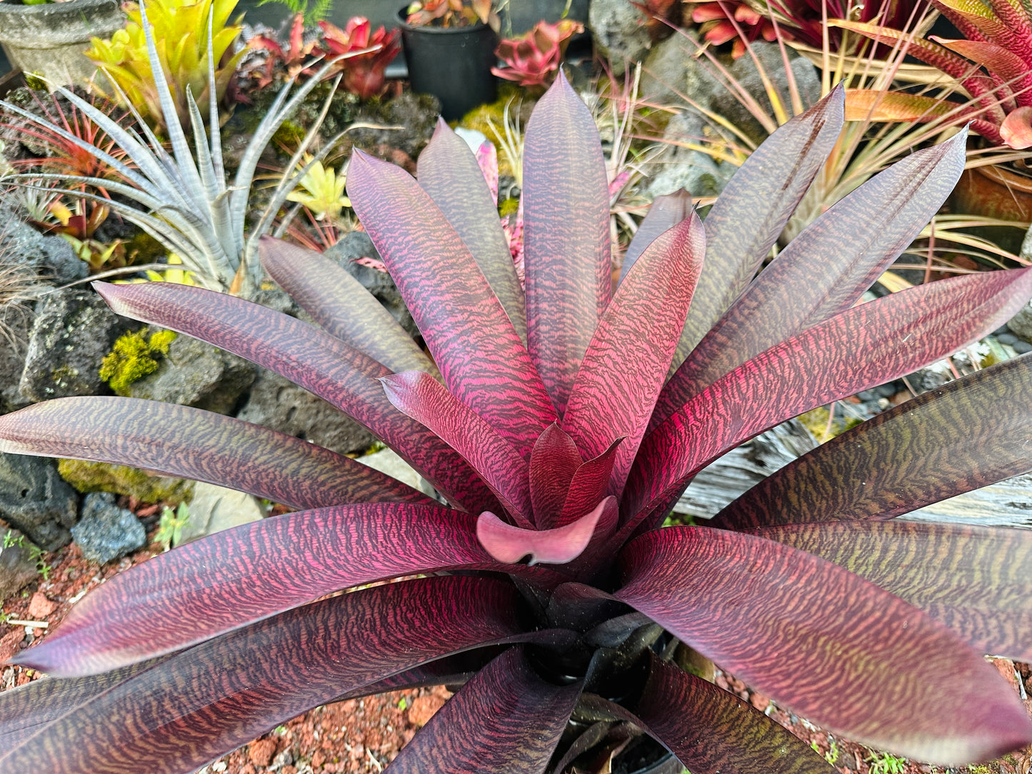 Vriesea ‘Hawaiian Tiger’