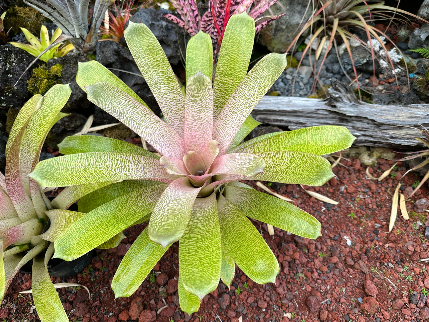 Vriesea ‘Annique’