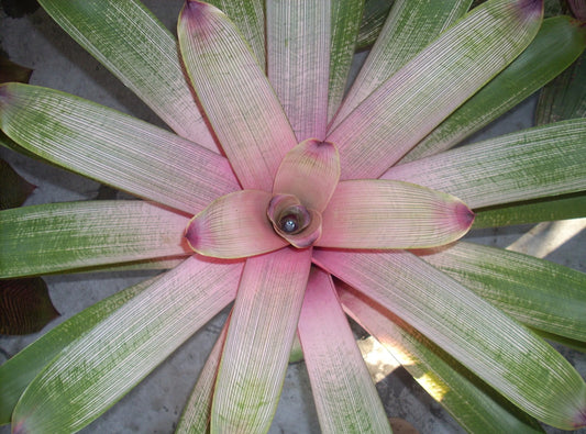 Vriesea ‘Hilo Rainbow’